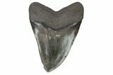 Fossil Megalodon Tooth - + Foot Prehistoric Shark #145244-2